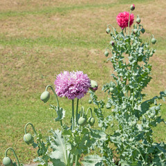 Mohnblumen, Schlafmohn, Papaver somniferum