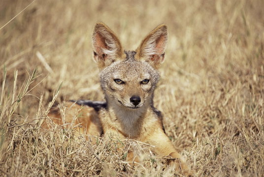 Black-backed jackal (Canis mesomelas), Ngorongoro Crater, Tanzania