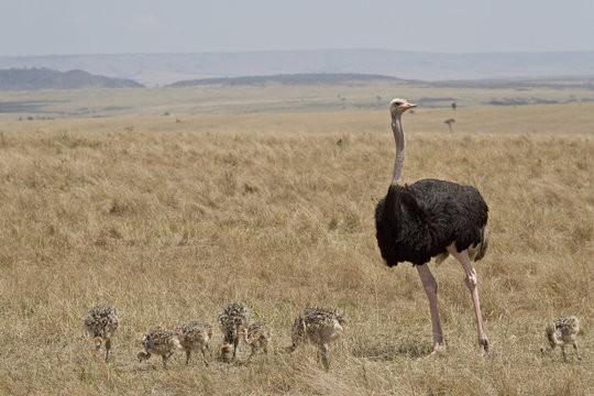 Common ostrich (Struthio camelus) male watching chicks, Masai Mara National Reserve, Kenya