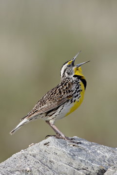 Western meadowlark (Sturnella neglecta) calling, Antelope Island State Park, Utah