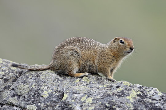 Arctic ground squirrel (Parka squirrel) (Citellus parryi), Hatcher Pass, Alaska