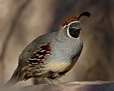 Male Gambel's Quail (Callipepla gambelii) in captivity, Arizona Sonora Desert Museum, Tucson, Arizona