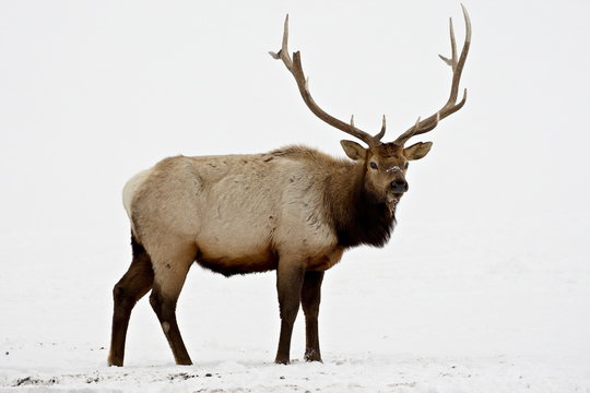 Bull Elk (Cervus canadensis) in snow, Yellowstone National Park, Wyoming