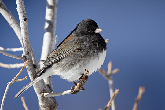 Oregon Junco (Junco hyemalis oreganus), a Dark-Eyed Junco (Junco hyemalis), Roxborough State Park, Colorado