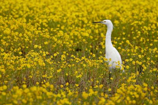 Snowy egret (Egretta thula) among goldfields (Lasthenia chrysostoma), San Jacinto Wildlife Area, California