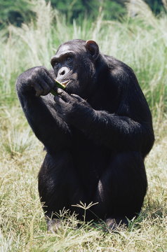 Chimpanzee (Pan troglodytes) in captivity, Uganda Wildlife Education Centre, Ngamba Island, Uganda