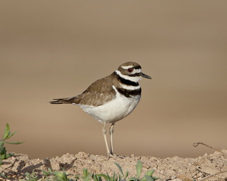 Killdeer (Charadrius vociferus), Salton Sea, California