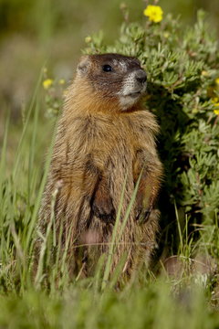 Yellow-bellied marmot (yellowbelly marmot) (Marmota flaviventris), Camp Hale, White River National Forest, Colorado