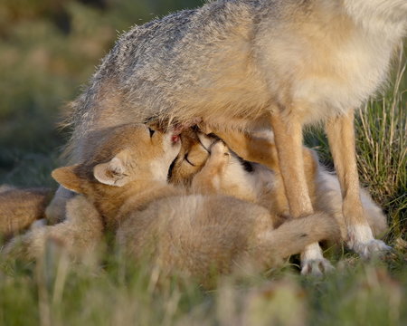 Swift fox (Vulpes velox) kits nursing, Pawnee National Grassland, Colorado