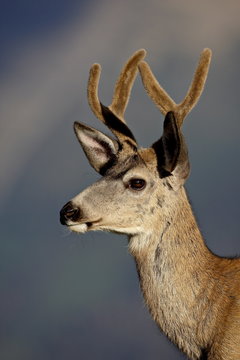 Mule deer (Odocoileus hemionus) buck in velvet, Glacier National Park, Montana