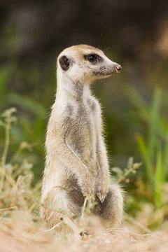 Meerkat or (suricate) (Suricata suricatta) sitting while watching, Kgalagadi Transfrontier Park, encompassing the former Kalahari Gemsbok National Park