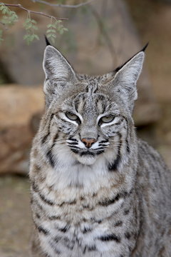 Bobcat (Lynx rufus) in captivity, Arizona Sonora Desert Museum, Tucson, Arizona