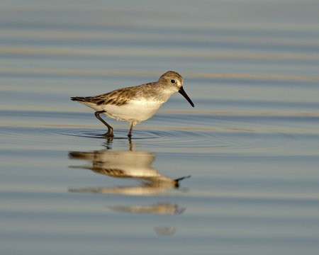Semipalmated sandpiper (Calidris pusilla) wading while feeding, Sonny Bono Salton Sea National Wildlife Refuge, California