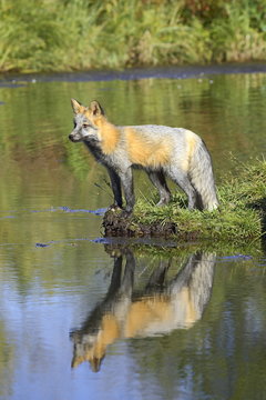 Cross phase red fox (Vulpes fulva) (cross fox) at waters edge with reflection, Minnesota Wildlife Connection, Sandstone, Minnesota