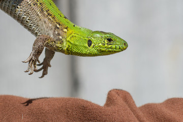 Green Monster - lizard