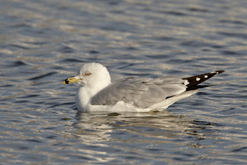 Ring-billed gull (Larus delawarensis) on the water, Farmington Bay, Utah