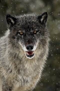 Captive gray wolf (Canis lupus) in the snow, near Bozeman, Montana