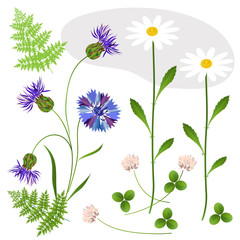 набор полевых цветов на белом фоне