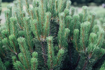 Branches of a coniferous tree