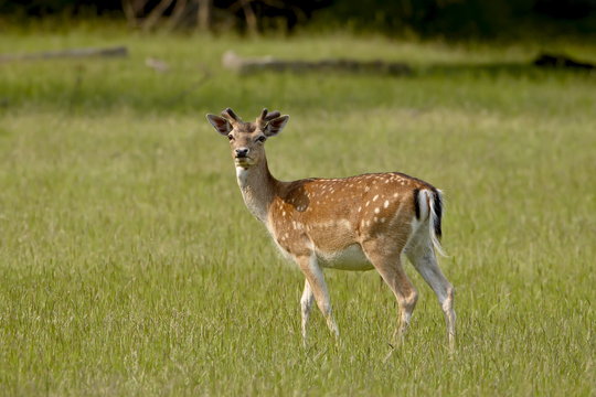 Fallow deer (Dama dama) buck, Sidney Spit, British Columbia, Canada