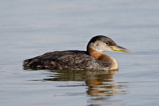 Red-necked grebe (Podiceps grisegena), Wasilla, Alaska