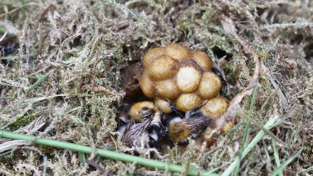 bumble bee in nest