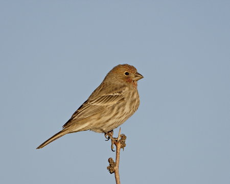 House finch (Carpodacus mexicanus), City of Rocks State Park, New Mexico