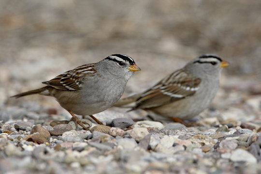 Two white-crowned sparrow (Zonotrichia leucophrys), Caballo Lake State Park, New Mexico