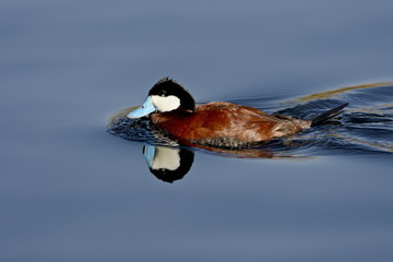 Male ruddy duck (Oxyura jamaicensis) swimming, Sweetwater Wetlands, Tucson, Arizona