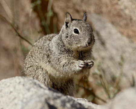 California ground squirrel (Citellus beecheyi), Joshua Tree National Park, California