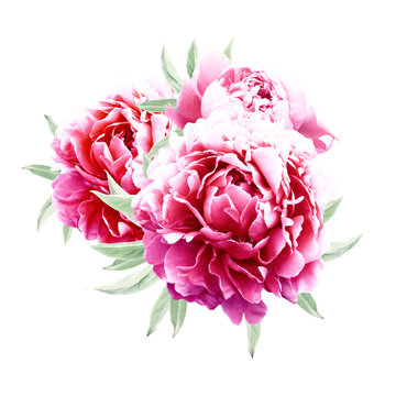 Fototapeta Pink peonies with leaves
