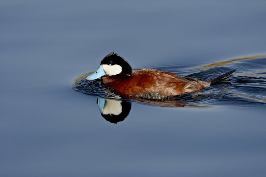Male ruddy duck (Oxyura jamaicensis) swimming, Sweetwater Wetlands, Tucson, Arizona