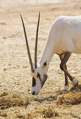 Oryx Gazella in the desert