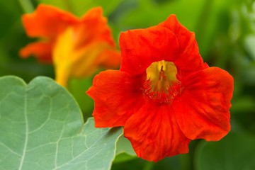 Blüte der Großen Kapuzinerkresse /  The large Nasturtium flower