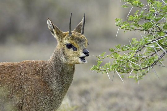 Male klipspringer (Oreotragus oreotragus) eating, Karoo National Park