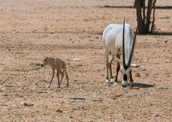 Oryx Gazella in the desert