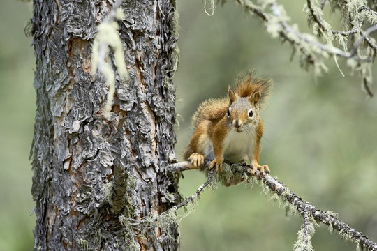 Red squirrel (Tamiasciurus hudsonicus), Custer State Park, South Dakota