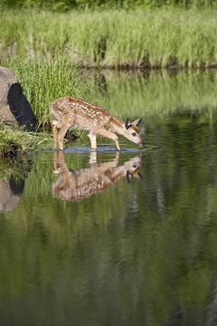 Captive whitetail deer (Odocoileus virginianus) fawn and reflection, Sandstone, Minnesota