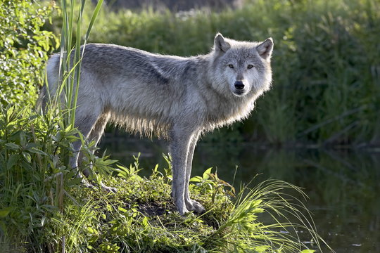 Gray wolf (Canis lupus) in captivity, Sandstone, Minnesota