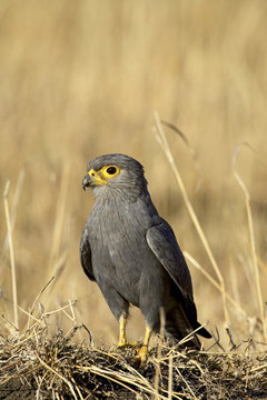 Grey kestrel (Falco ardosiaceus), Masai Mara National Reserve, Kenya
