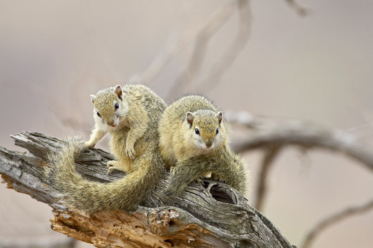 Two tree squirrels (Paraxerus cepapi), Kruger National Park