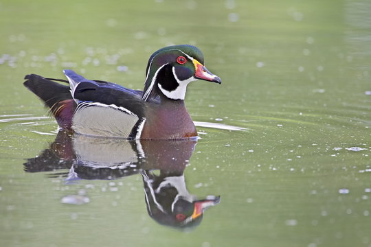 Male wood duck (Aix sponsa) swimming, Belmar Historic Park, Lakewood, Colorado