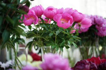 Выставка пионов в ботаническом саду в Москве