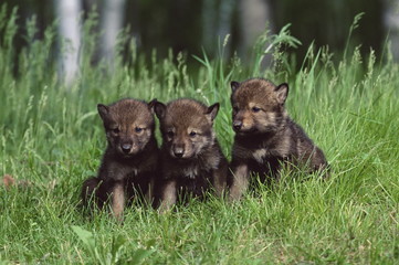 Gray wolf pups (Canis lupus), 27 days old, in captivity, Sandstone, Minnesota