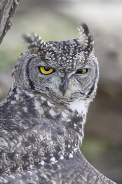 Spotted eagle owl (Bubo africanus), Kgalagadi Transfrontier Park, encompassing the former Kalahari Gemsbok National Park