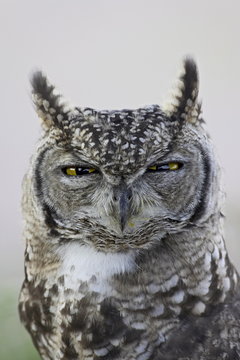 Spotted eagle owl (Bubo africanus), Kgalagadi Transfrontier Park, encompassing the former Kalahari Gemsbok National Park