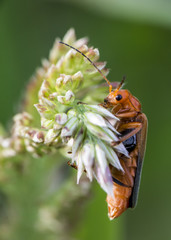 Insetto rosso Diavoletto