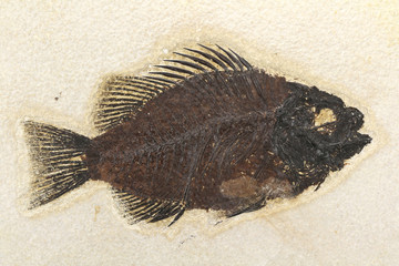 Priscacara aus Wyoming/ Green River Formation