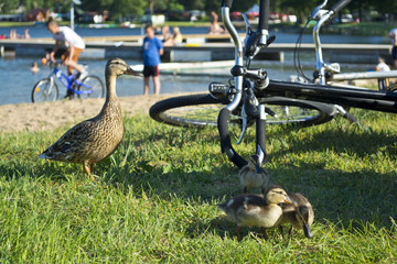 Mallard duck and baby ducklings.