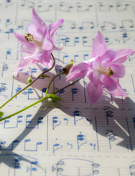 Altes handgeschriebenes Notenblatt mit rosa Akelei Blüten (Aquilegia), Hintergrund, Textur